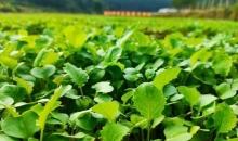 台江县：推进秋冬种 油菜育苗忙台江县：推进秋冬种 油菜育苗忙